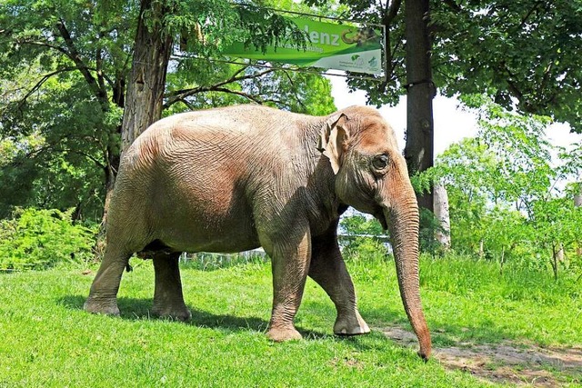 In Karlsruhe finden betagte Asiatische Elefanten ein Zuhause.  | Foto: Timo Deible (Zoologischer Stadtgarten Karlsruhe)
