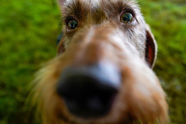 Keine Chance mehr für Hundewiese in Lahr – Tierheim-Vorsitzender ist enttäuscht