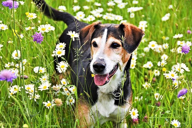 Kein Grund fr einen Hund: Auch ohne H...Landessozialgericht Baden-Wrttemberg.  | Foto: Angelika Schmidt