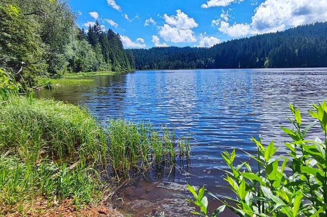 Am See kann wieder unbesorgt gebadet w...emeinde hat die Warnschilder entfernt.  | Foto: Tom Kott