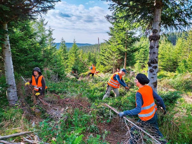 Damit das Auerhuhn im Wald am Rohrhard...cht es Leute, die gut anpacken knnen.  | Foto: Forst BW