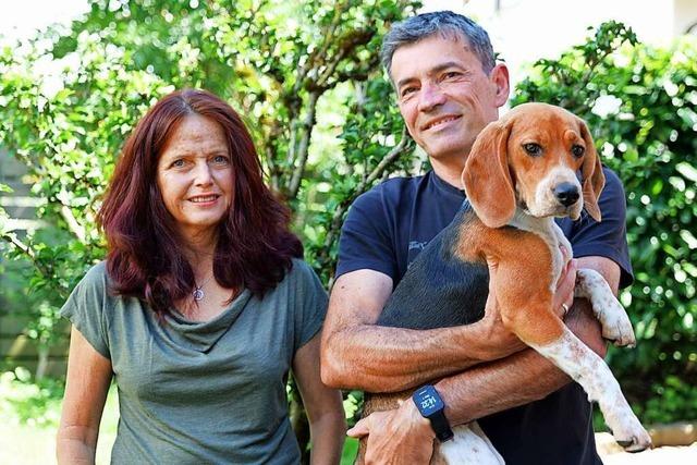 Beagle Tili kehrt nach vier Tagen im Wald nach Kirchzarten zurück