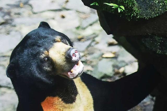 Kein Mensch im Bärenkostüm: Chinesischer Zoo weist Vorwürfe zurück