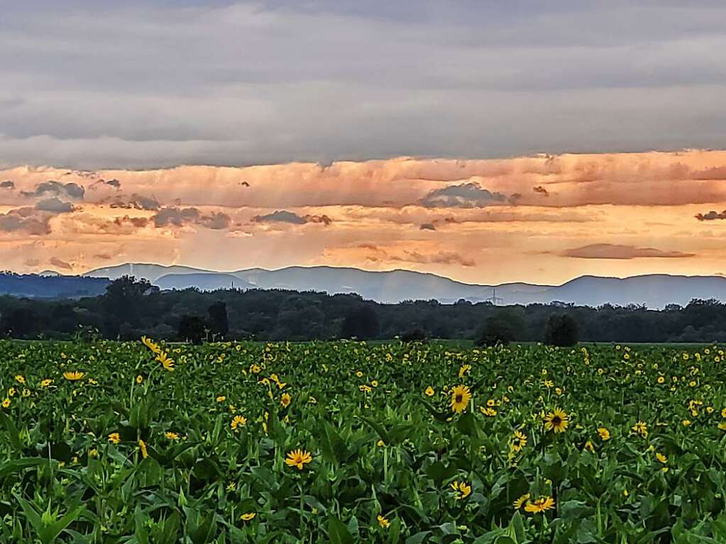 Die Vogesen leuchten in der Ferne, fotografiert von Teningen in Richtung Riegel.