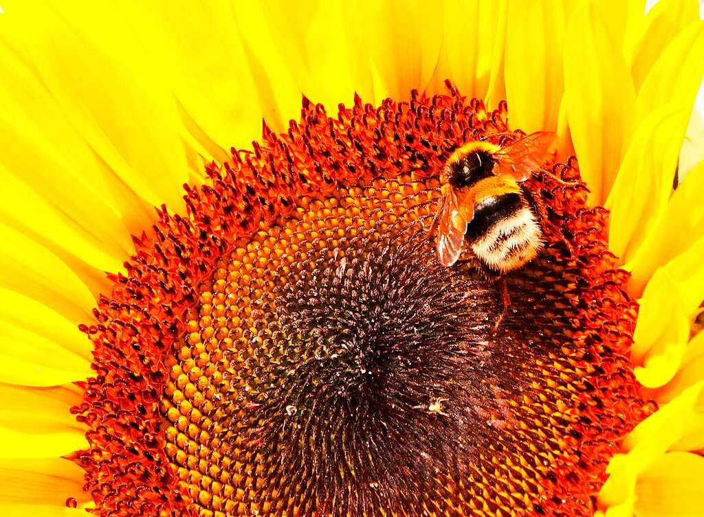 Hummel auf Sonnenblume