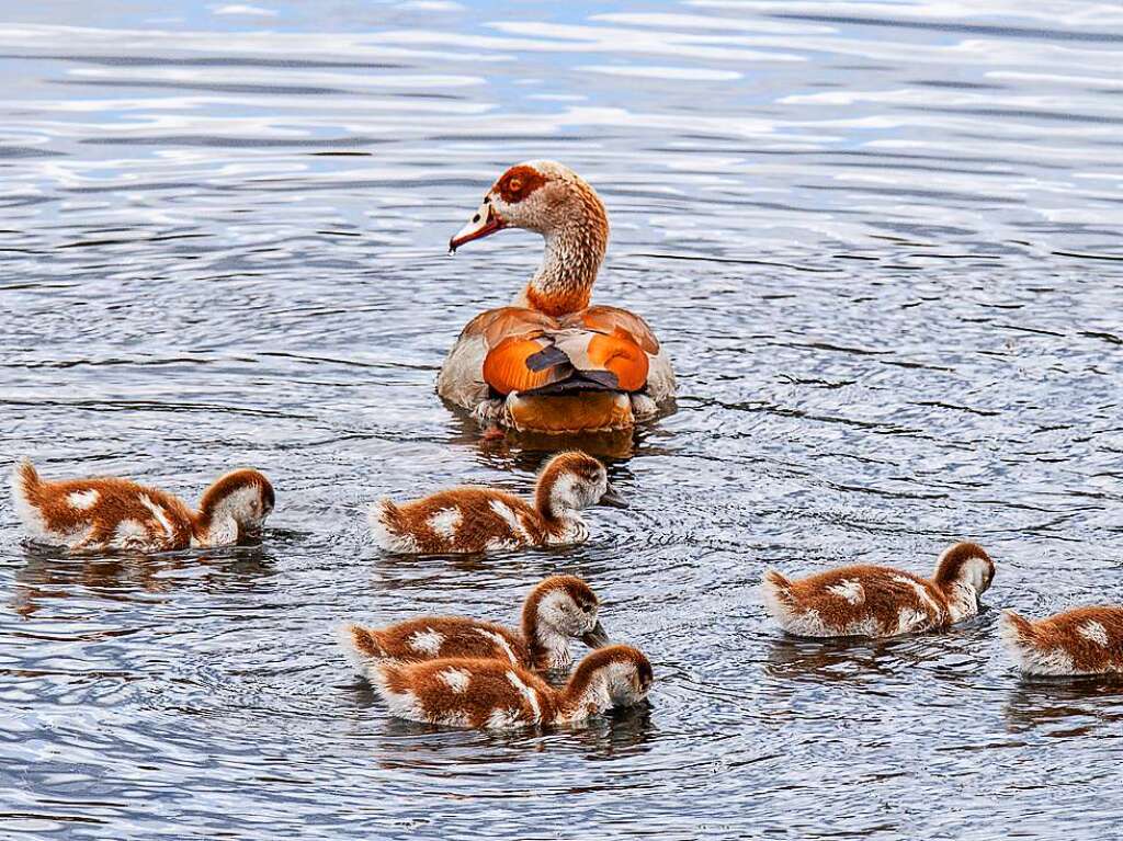 Eine Nilgans mit ihren Jungen an der Elz