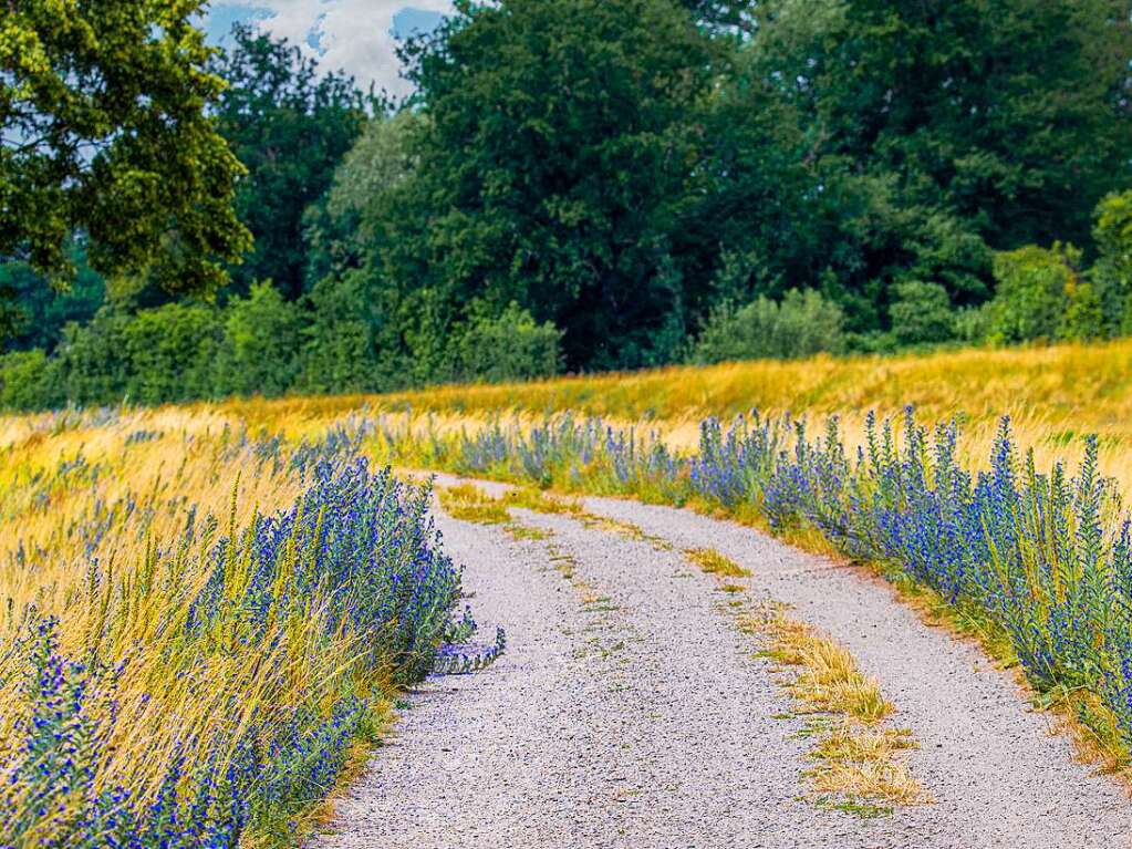 Der Weg auf dem Elzdamm wird vom blauen Natternkopf begleitet.