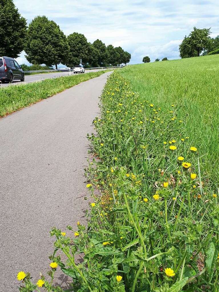 Blhender Randstreifen entlang der B3