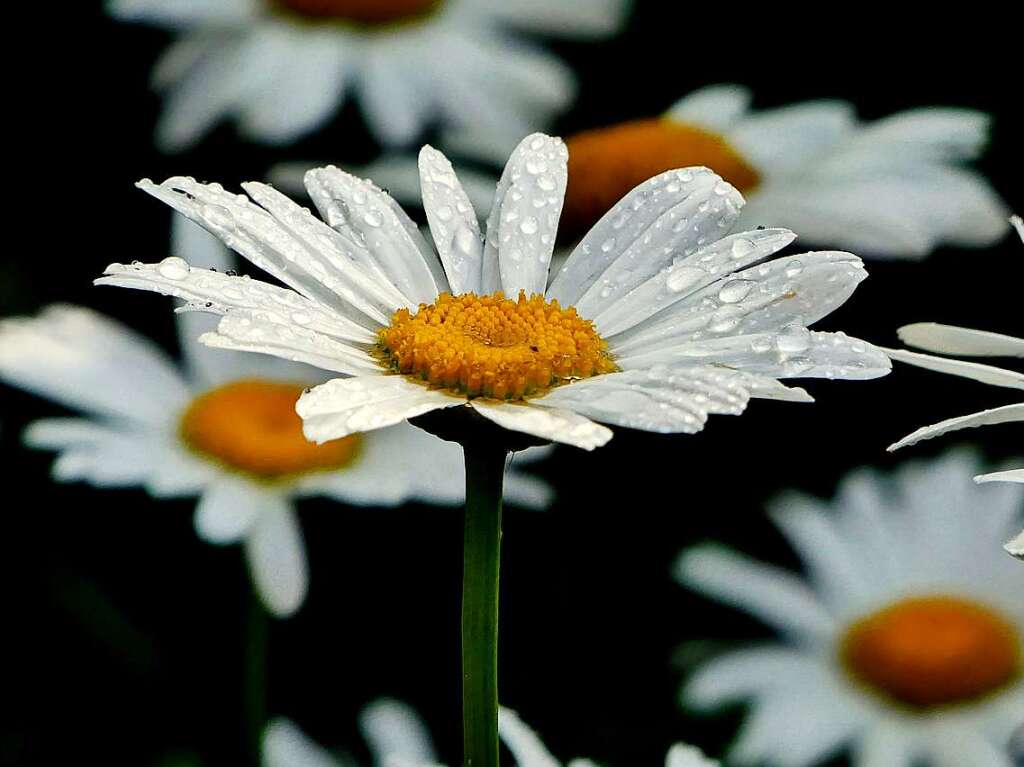 Die Blumen im Garten freuen sich ber jeden Regentropfen.