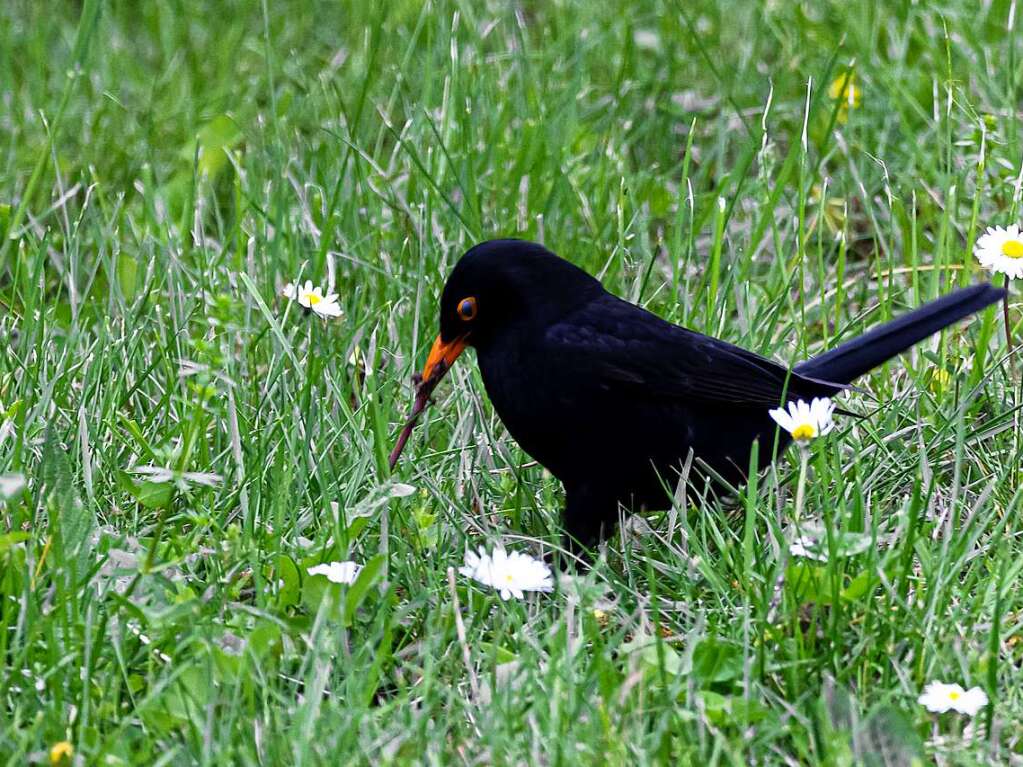 Keine Chance hat dieser Regenwurm gegen eine Amsel