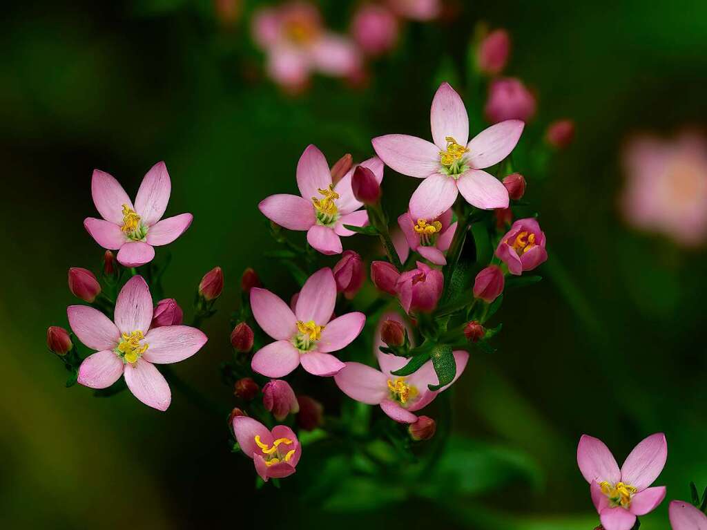 Rosa Blten des Tausendgldenkrauts