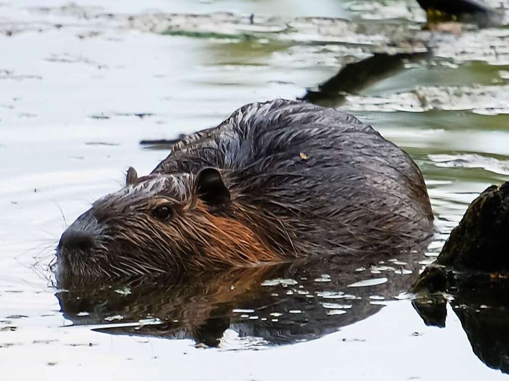 Ein Nutria geniet die Ruhe am Kndringer Baggersee.