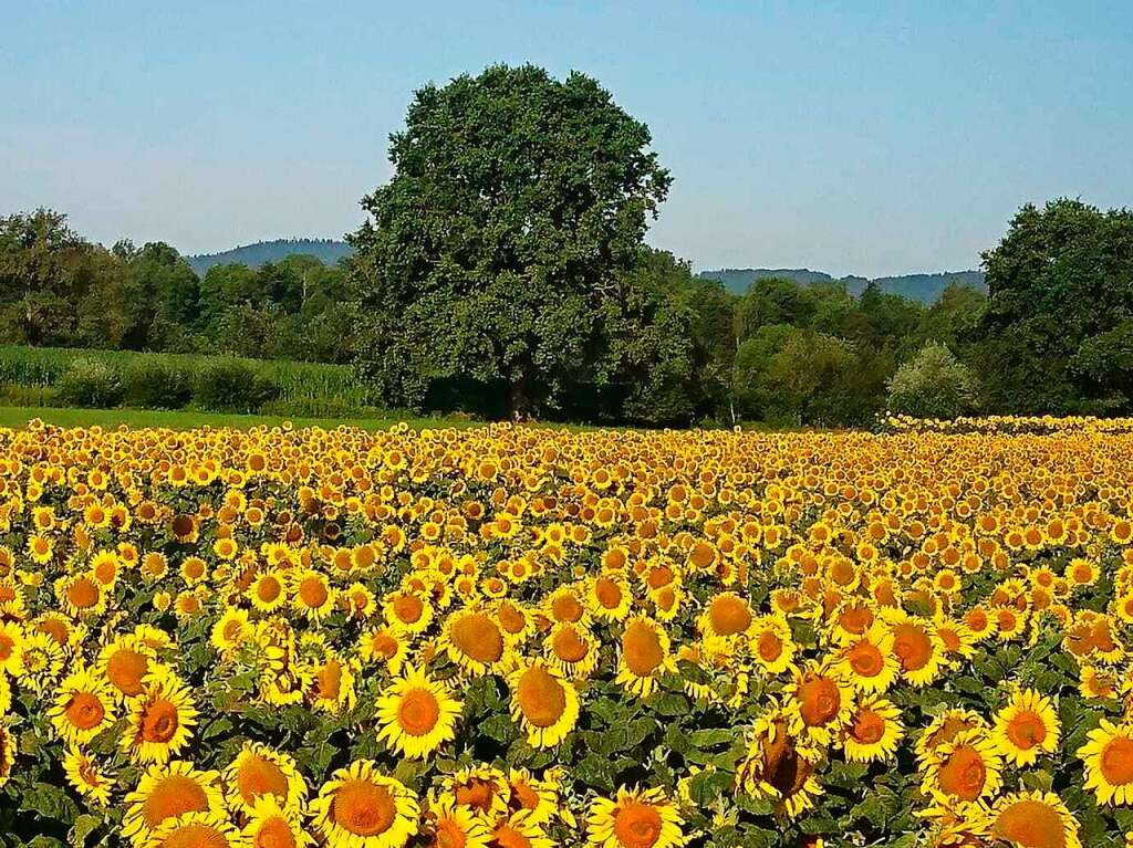 Ein Meer aus Sonnenblumen am Ortseingang von Teningen