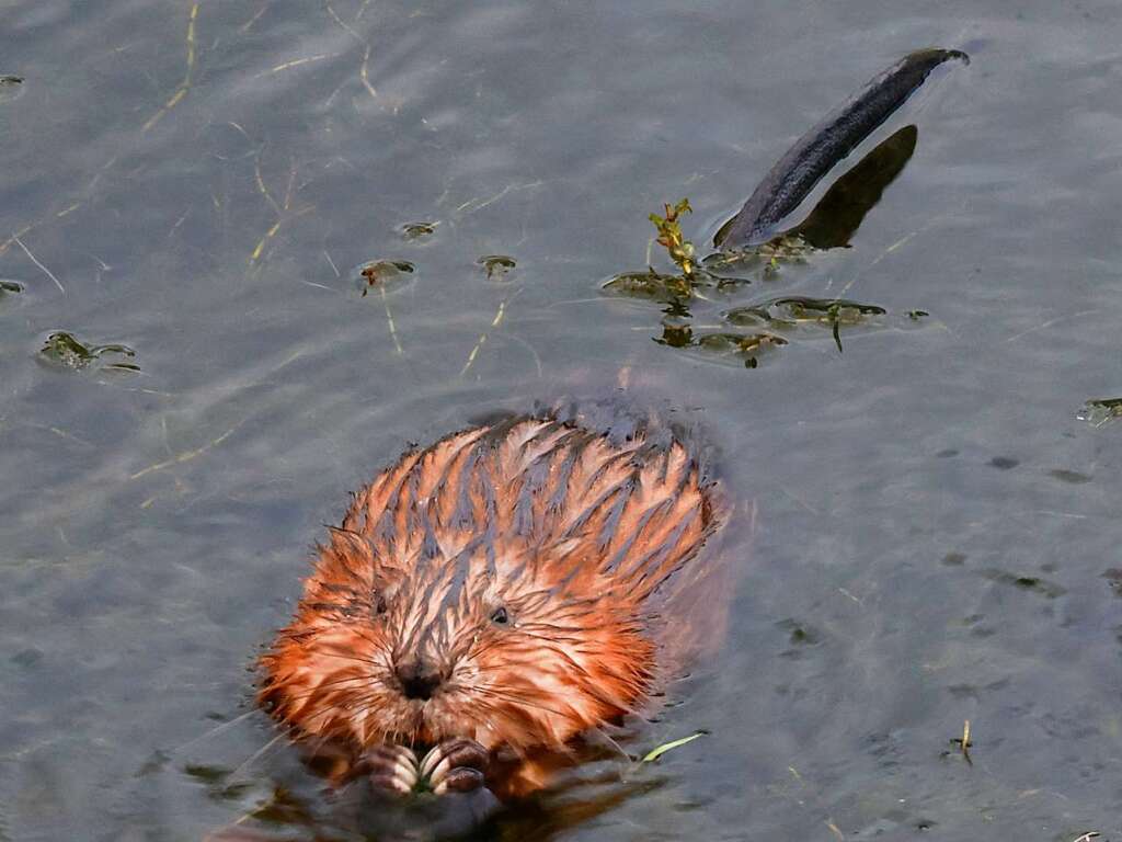 Ein Nutria in der Elz bei Wasser