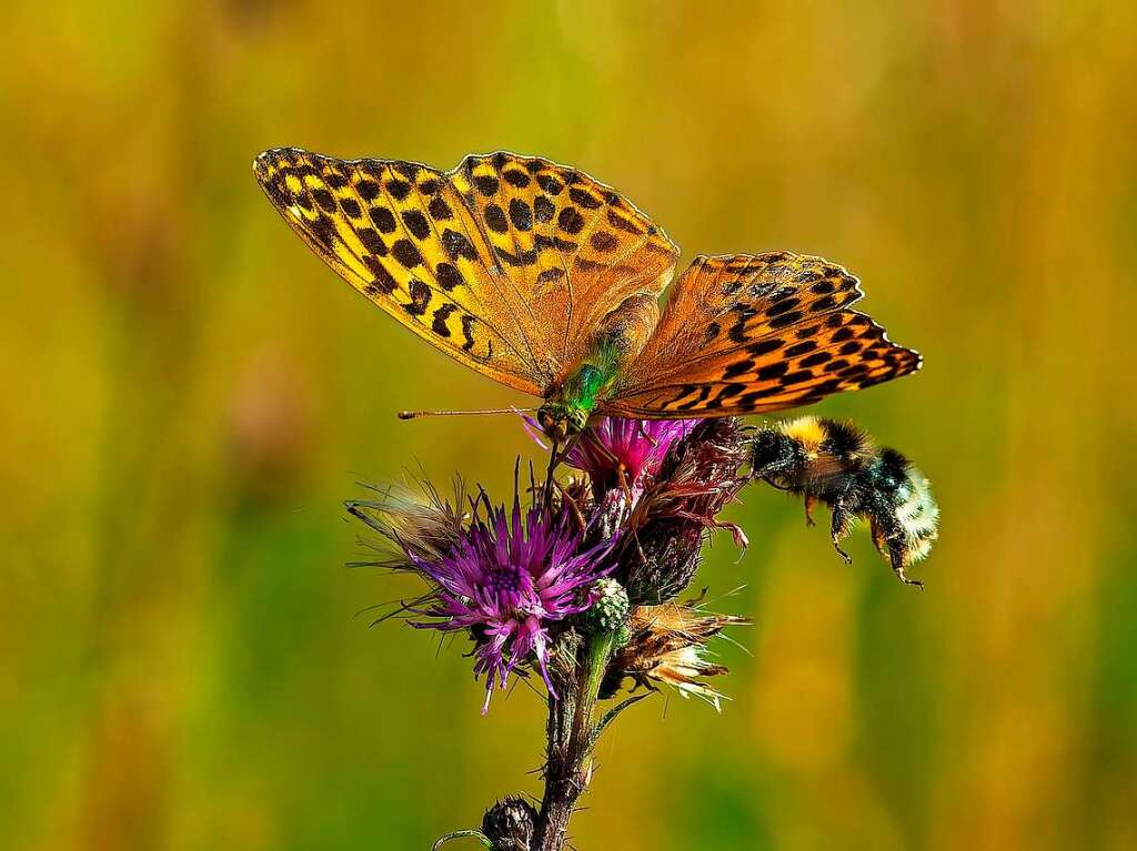 Ein Kaisermantel und eine Hummel treffen sich auf einer Blte.