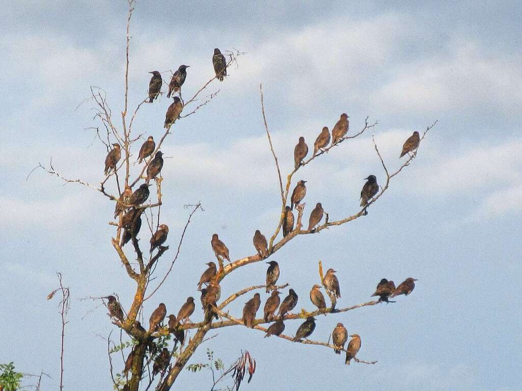 Eine Vogelschar bei Riegel