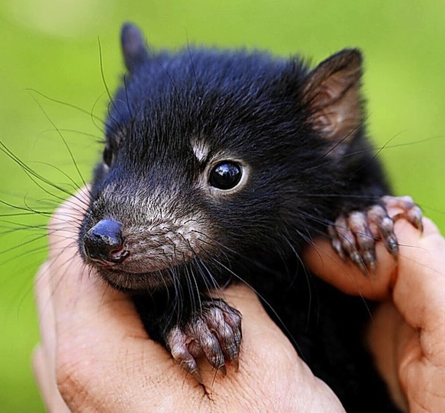 Tasmanischer Teufel  | Foto: - (dpa)