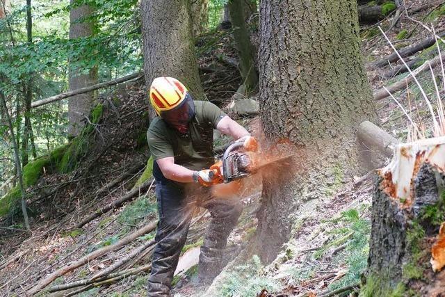 So hart arbeiten Waldarbeiter in Münstertal – und brauchen Verstärkung
