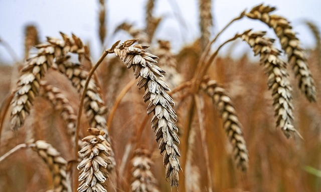   | Foto: Stefan Sauer (dpa)