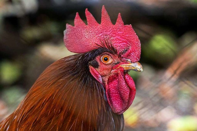 Das Thema Hahn ist in Gschweiler erledigt (Symbolfoto).  | Foto: VITTA GALLERY via www.imago-images.de