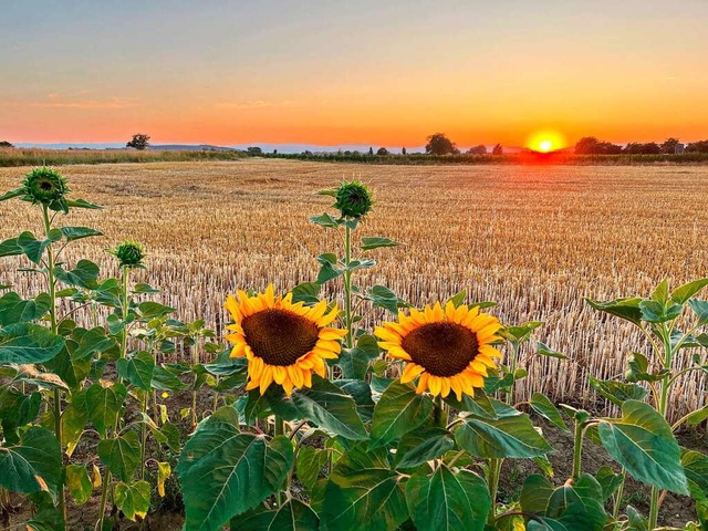 Sonnenblumen.  | Foto: Birgit Schweizer