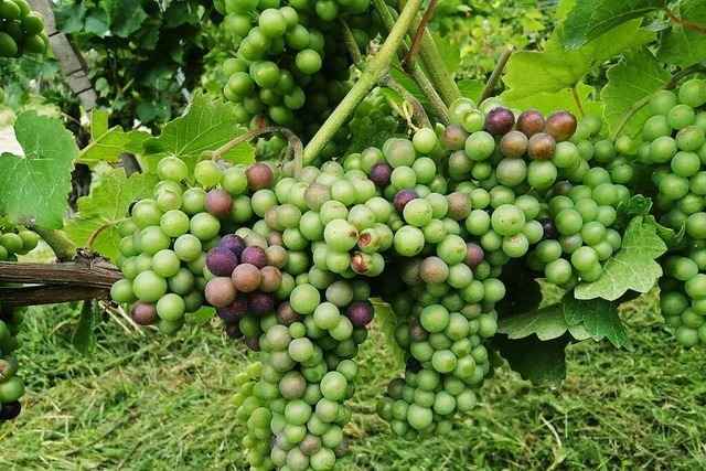 Stand der Reben rund um Offenburg ist bisher 