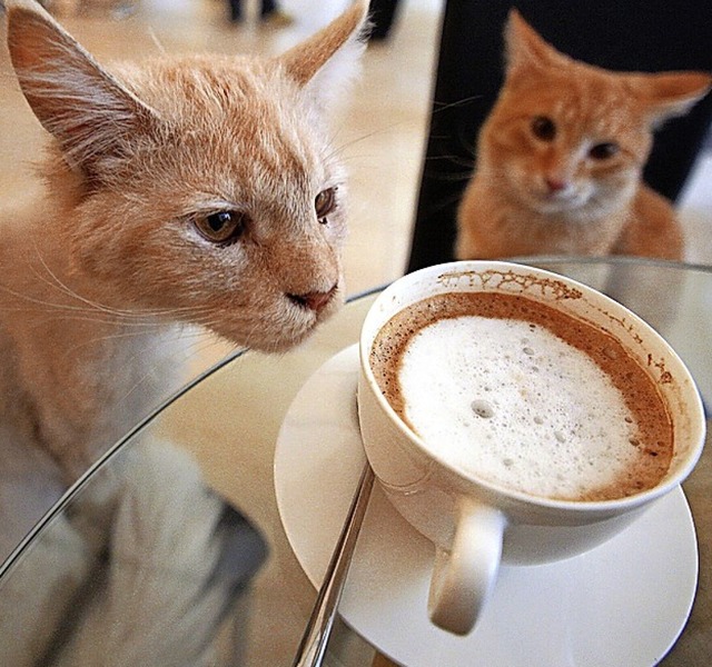 Trend aus Japan: Katzencafs  | Foto: Georg Hochmuth