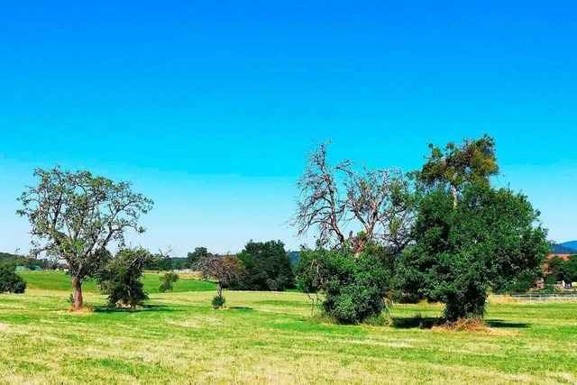 Viele Streuobst-B�ume in Schopfheim-K�rnberg sind zu alt