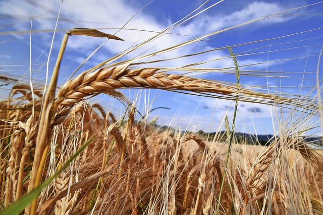 Whrend sich in anderen Regionen Landw...Region Freiburg bereits abgeschlossen.  | Foto: Kathrin Blum