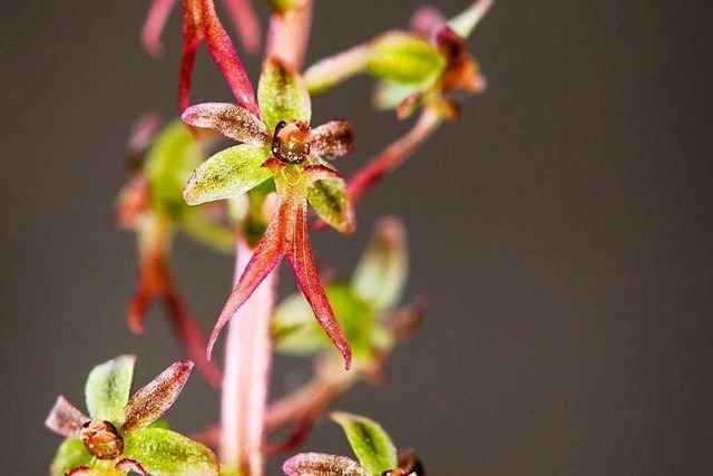 Die Orchidee des Jahres 2023 leidet unter Hitze und Fichtensterben