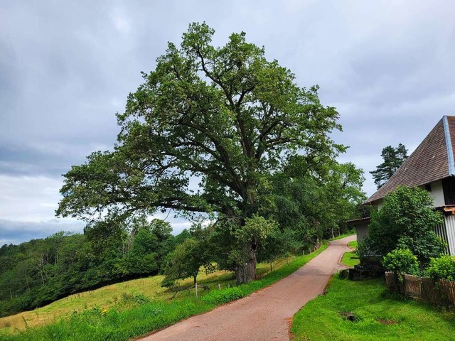 Die &#8222;Paulyeiche&#8220; wurde zum Naturdenkmal erklrt.  | Foto: Landratsamt Emmendingen