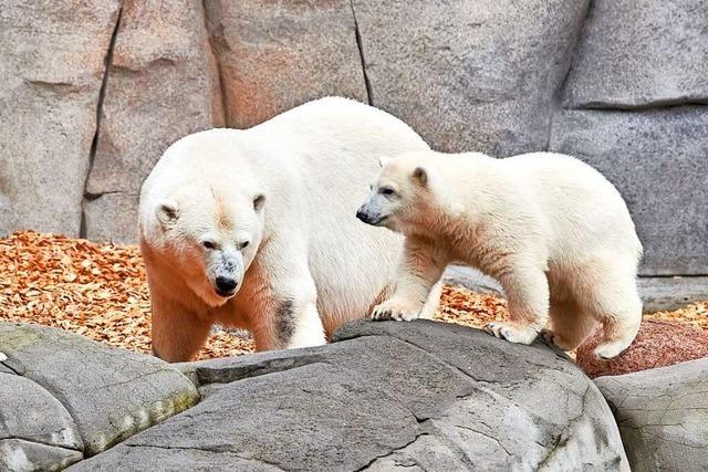 Eisbärenmädchen im Hamburger Tierpark auf den Namen Anouk getauft