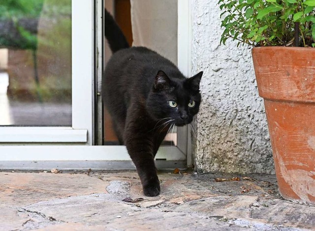 Katzen, die Freigang erhalten, mssen in Lahr kastriert werden.  | Foto: Bernd Weibrod (dpa)