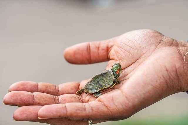 Invasive Arten erobern die Ortenau – und werden f�r Kommunen teuer