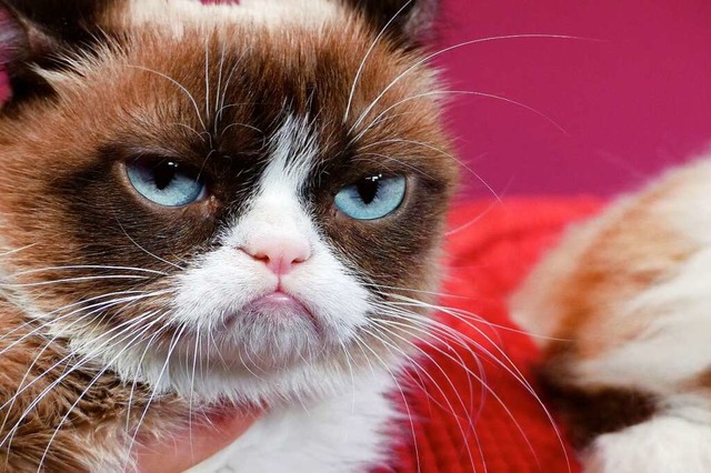 Grumpy Cat, die mrrische Katze aus de...gen ihres Blicks zum Internetphnomen.  | Foto: Barbara Munker