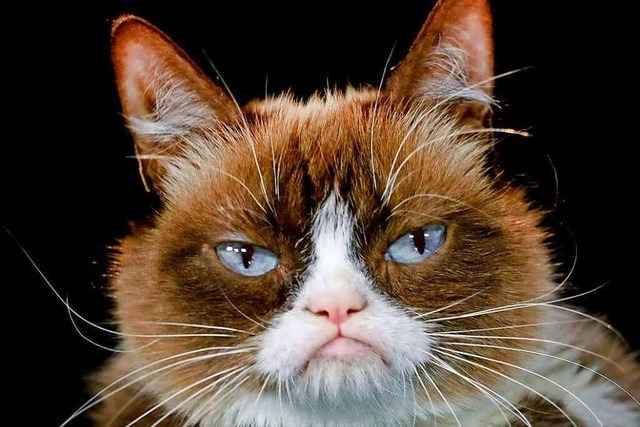 Fotos: Das sind die ber�hmtesten Katzen aus aller Welt