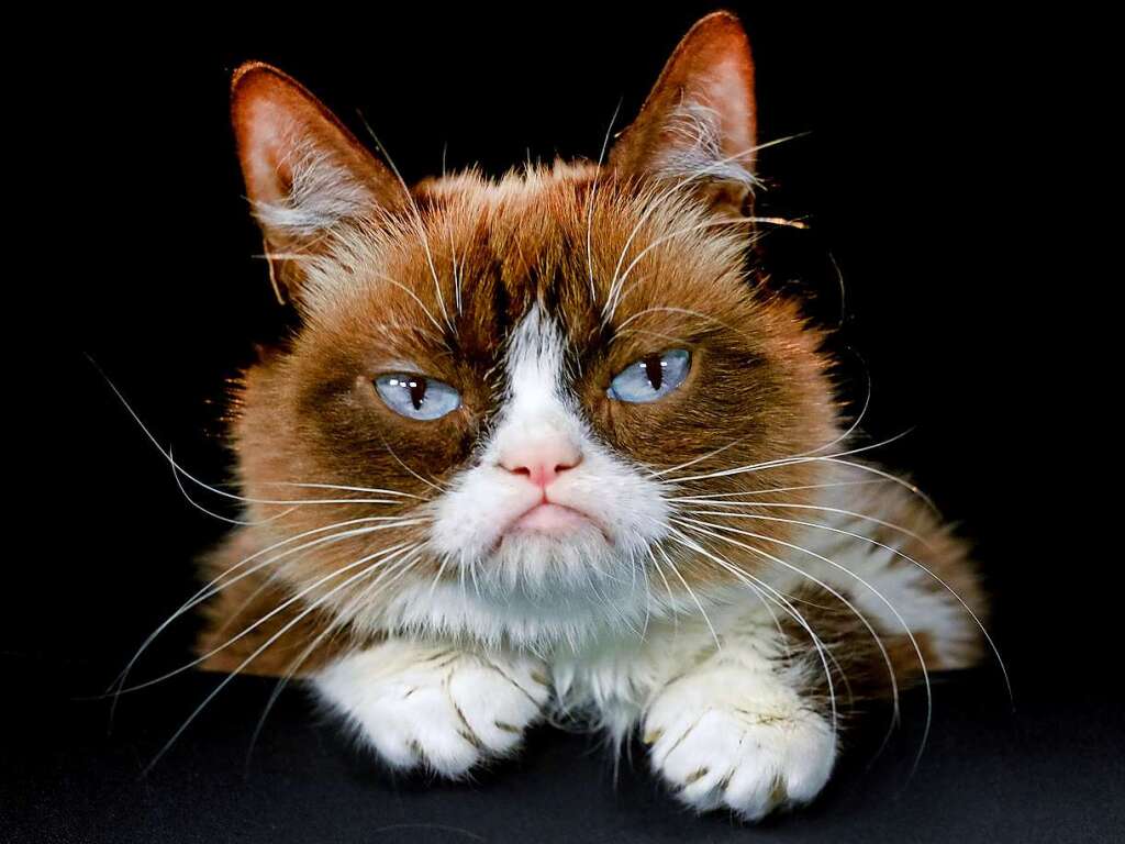 Grumpy Cat (mit brgerlichem Namen Tardar Sauce) war eine Internetberhmtheit aufgrund ihres mrrischen Gesichtsausdrucks.