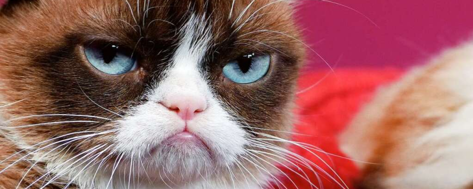 Diese weiblichen Katzen haben gro�en Einfluss auf die Popkultur