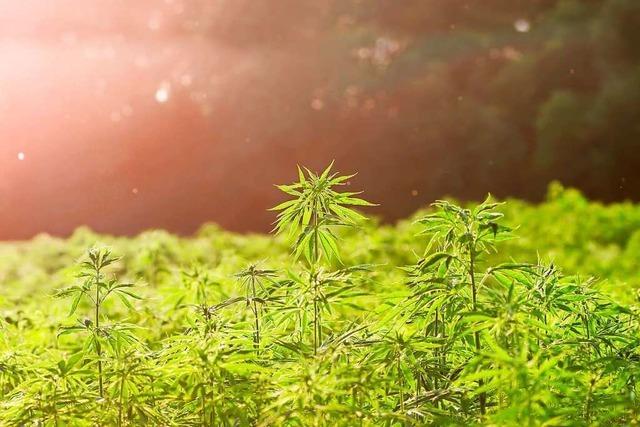 Der Staat als Cannabis-Dealer – was Deutschland von Uruguay lernen kann