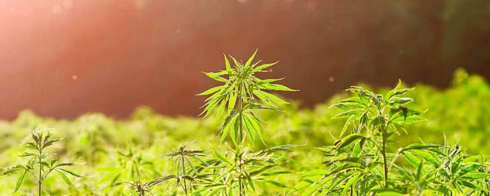 Der Staat als Cannabis-Dealer - wie Deutschland von Uruguay lernen kann