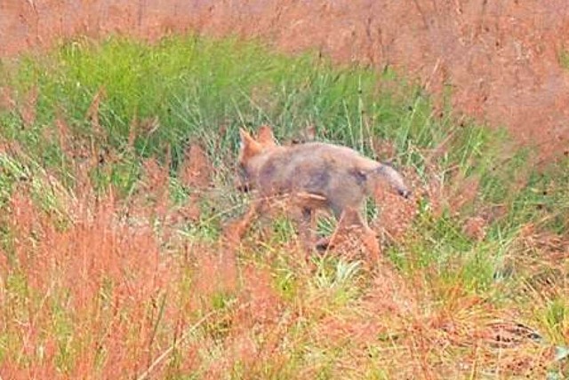 Dieses Bild der Forstlichen Versuchs- ...erg zeigt eindeutig einen Wolfswelpen.  | Foto: Wildkamera FVA