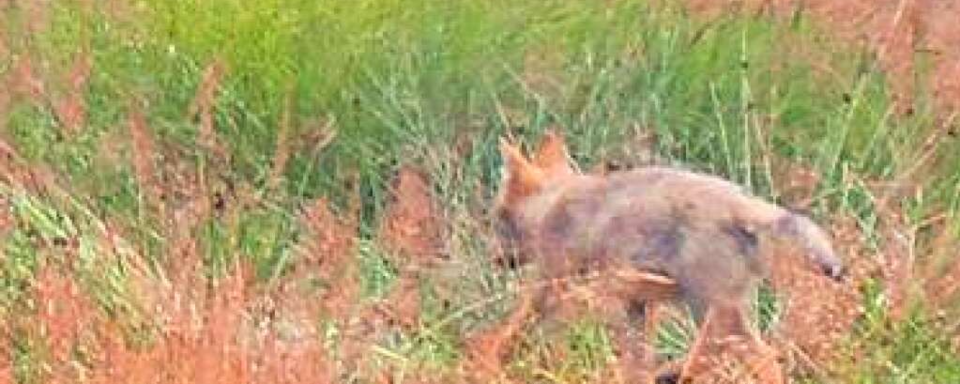 Erster Fotonachweis eines Wolfswelpen im Schwarzwald