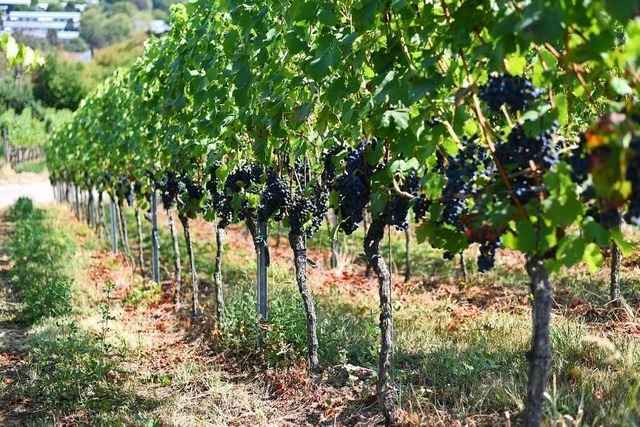 Zwei Straussenwirtschafen werden dieses Jahr in L�rrach �ffnen