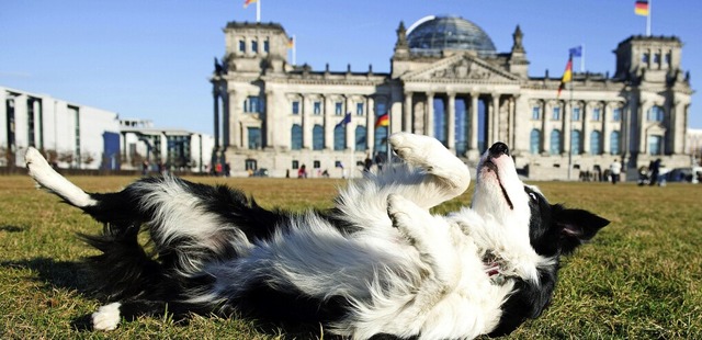 Der Parlamentskreis Hund  will neu reg... welchen Gebuden Hunde Zutritt haben.  | Foto: Maurizio Gambarini