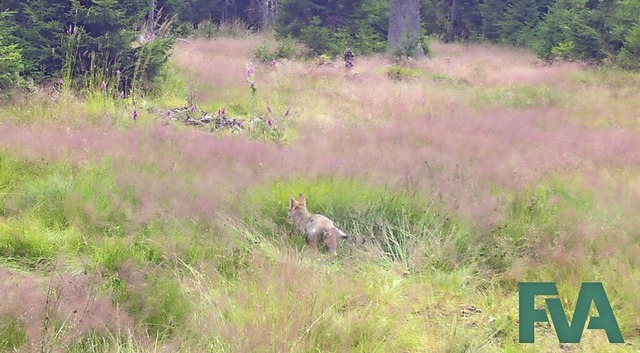 Noch etwas unbeholfen stakst der kleine Welpe durch das viel hhere Gras.  | Foto: Wildkamera FVA