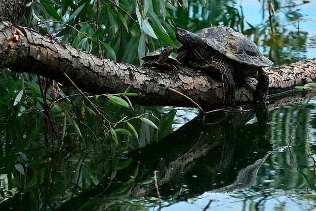 Sind invasive Schildkröten in Freiburg eine Gefahr für das Ökosystem?
