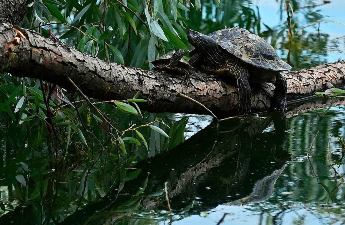 Die Ouachita-Höckerschildkröte ist ein...vasiven Schildkrötenarten in Freiburg.  | Foto: Thomas Kunz