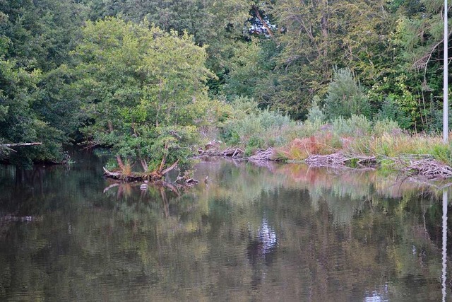 Der Karyweiher wird vom Biber stark verndert.  | Foto: Liane Schilling