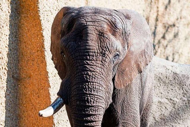 Basler Zoo-Elefant Tusker ist tot - aber Nachwuchs ist auf dem Weg