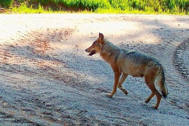 Keine Hinweise auf Wolfsbeteiligung: Hunde-DNA an totem Kalb nachgewiesen